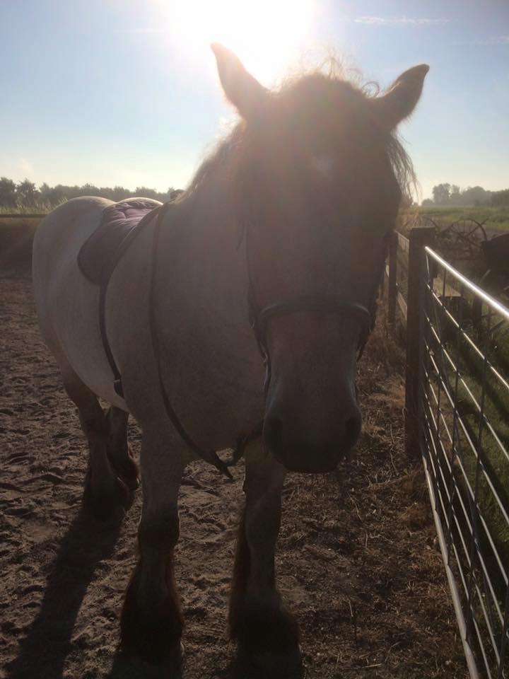 Belgier Dharma af skelmosegaard billede 12
