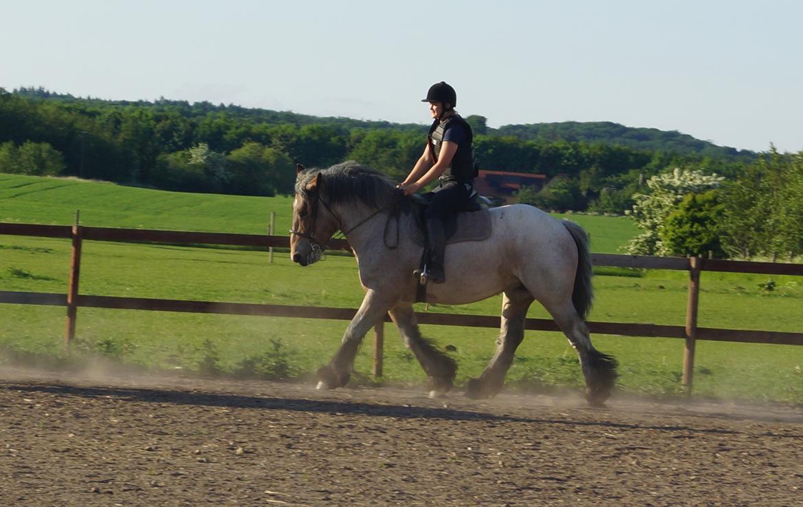 Belgier Dharma af skelmosegaard billede 13