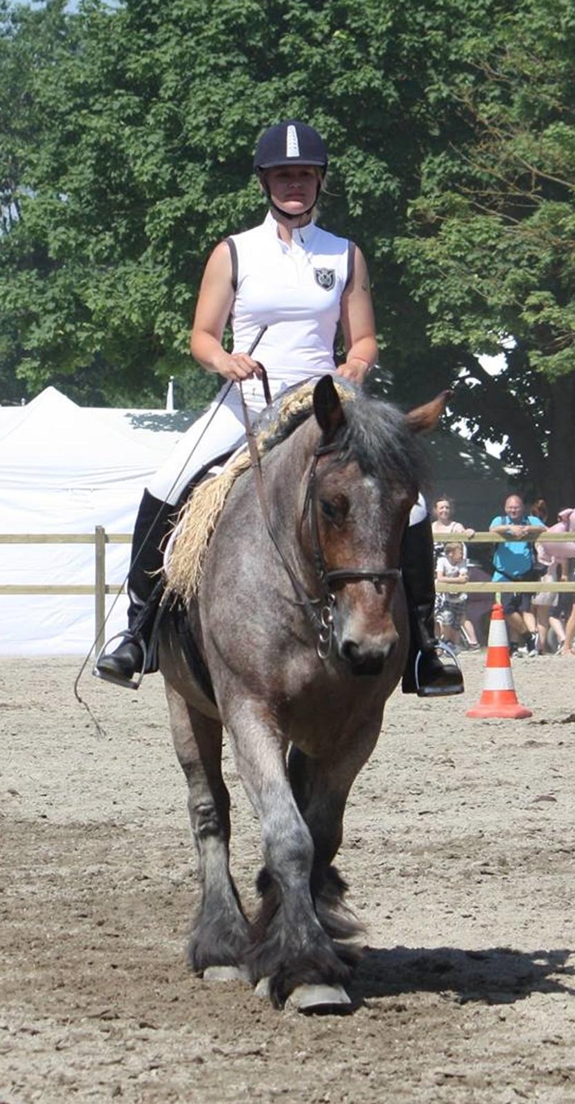 Belgier Dharma af skelmosegaard billede 14