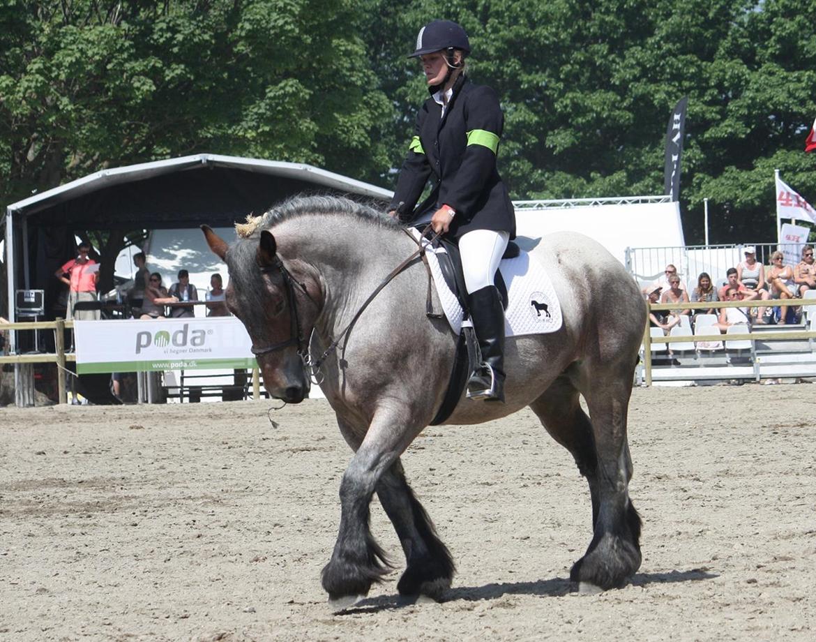 Belgier Dharma af skelmosegaard billede 19