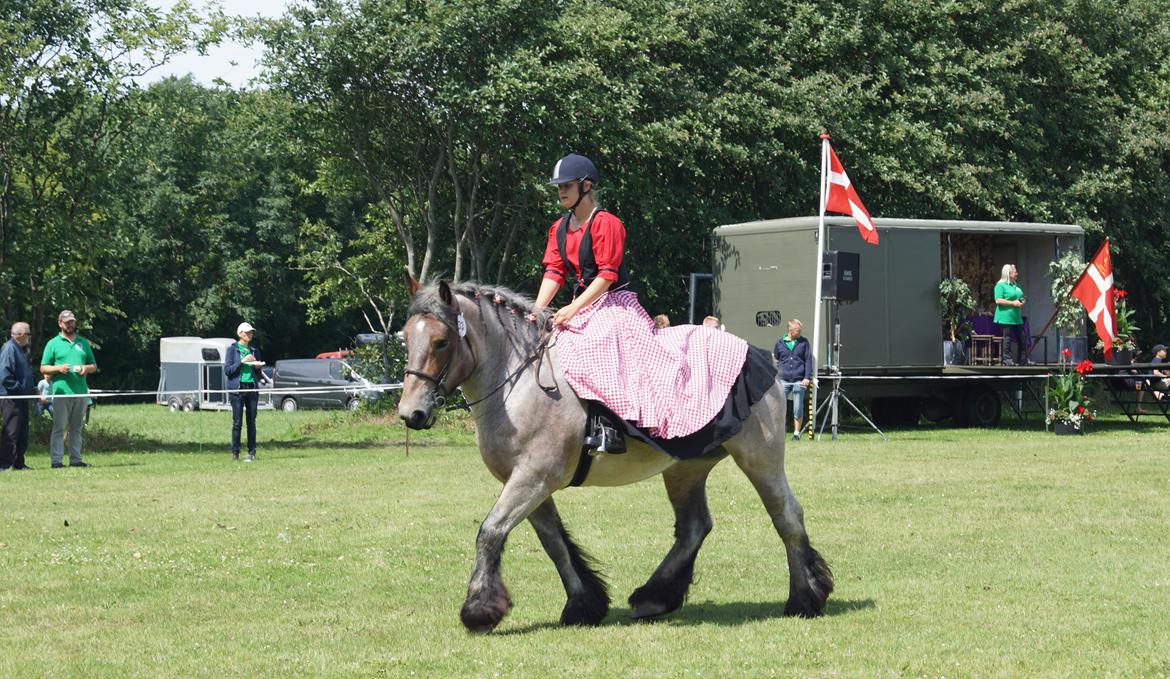 Belgier Dharma af skelmosegaard billede 17