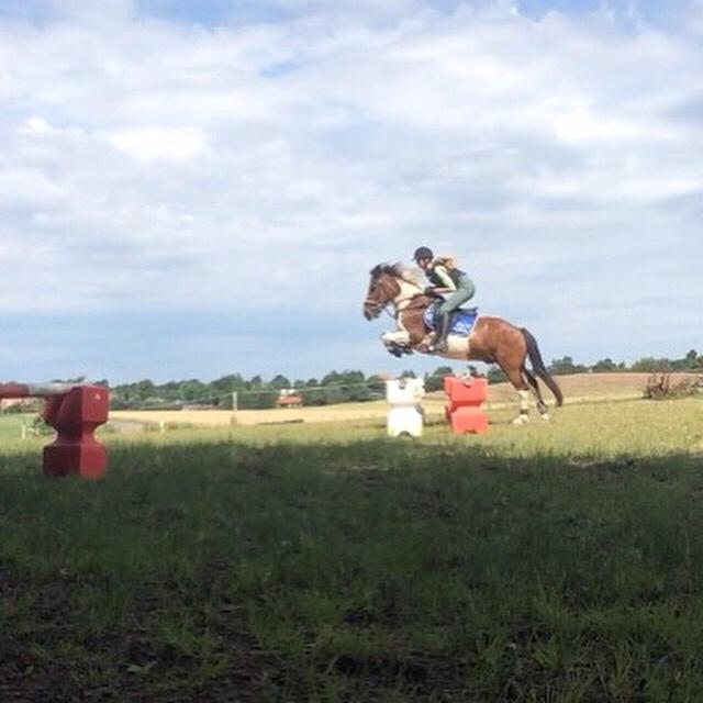 Islænder Aslan - lidt mere springtræning  billede 20