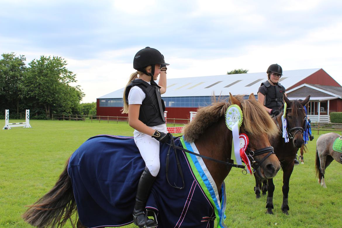 Welsh Partbred (Sec F) Frk. Flippa <3 B-PONY billede 1