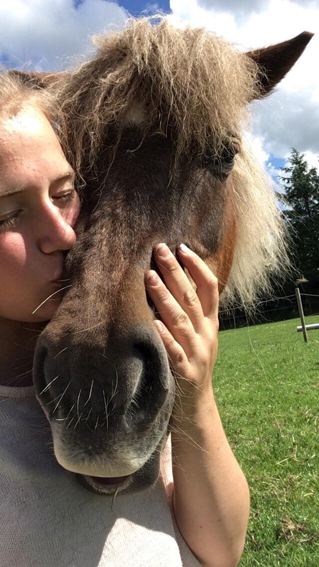 Shetlænder Ovesgårdsmindes Agathe (bliver kaldt Gamle) billede 20