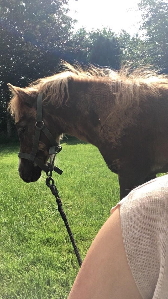 Shetlænder Lasse <3 billede 19
