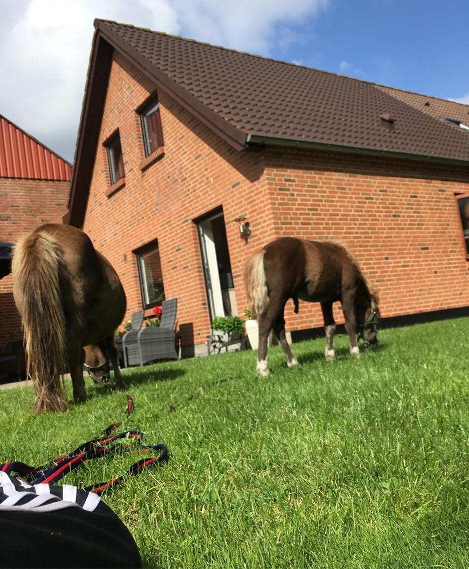 Shetlænder Lasse <3 billede 18