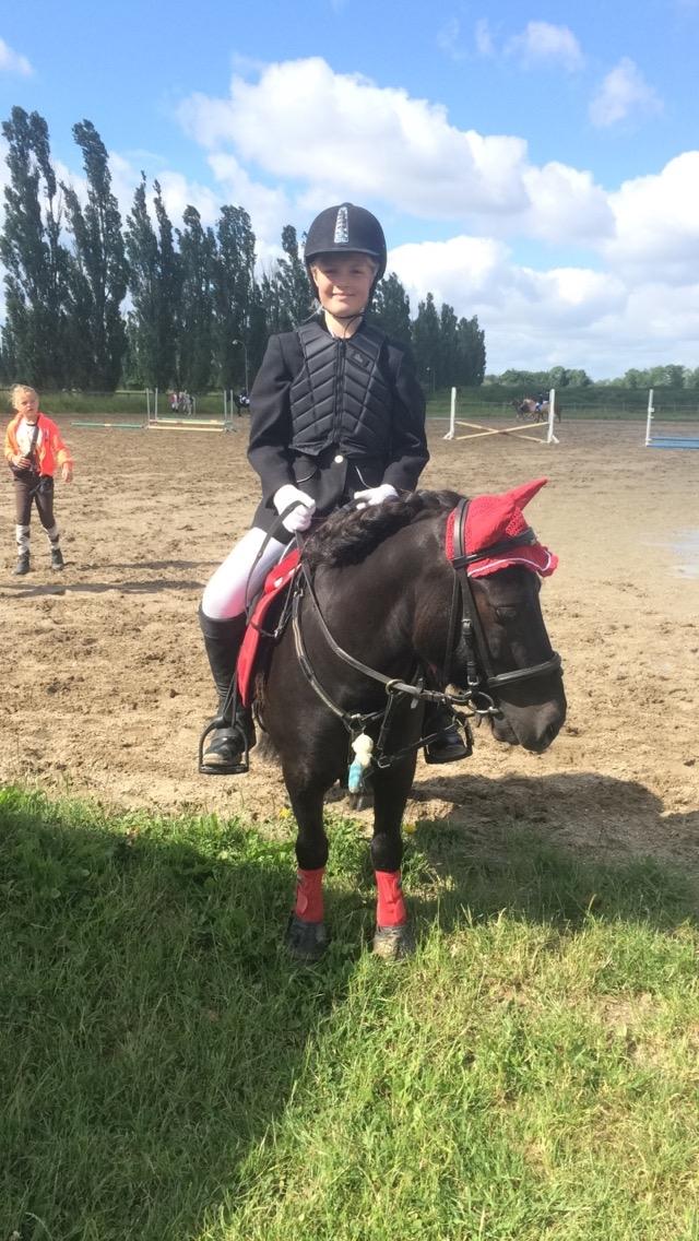 Shetlænder Harley billede 40