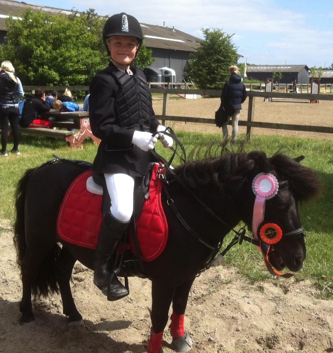 Shetlænder Harley billede 43