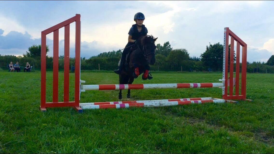 Shetlænder Harley billede 44