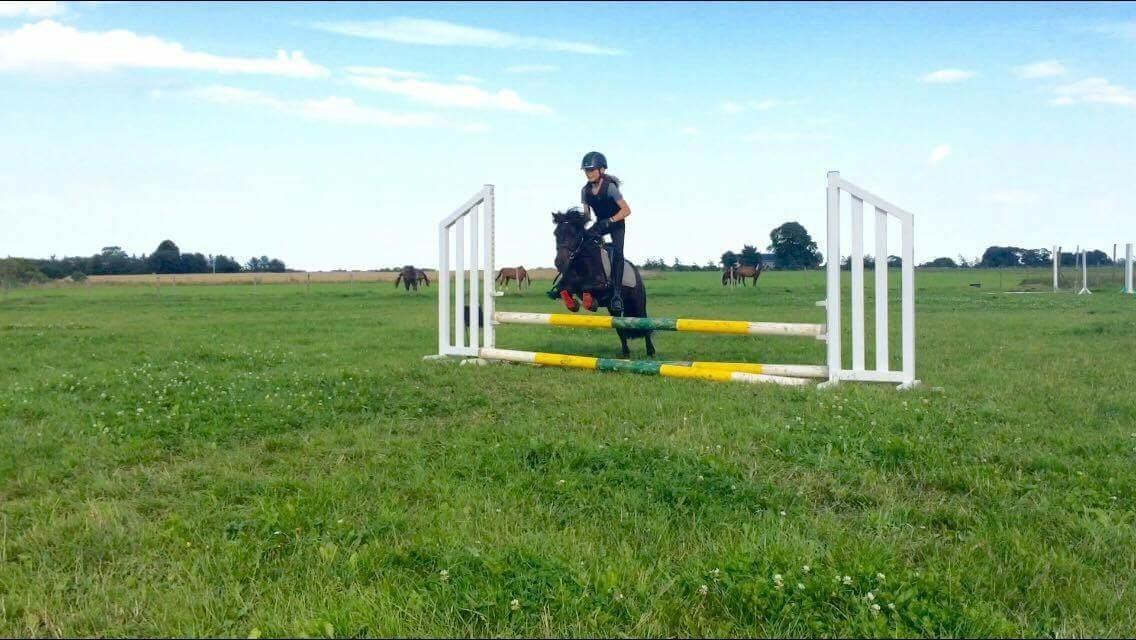 Shetlænder Harley billede 45