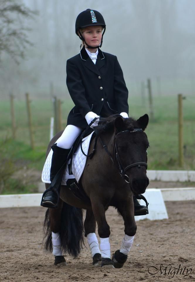 Shetlænder Harley billede 39