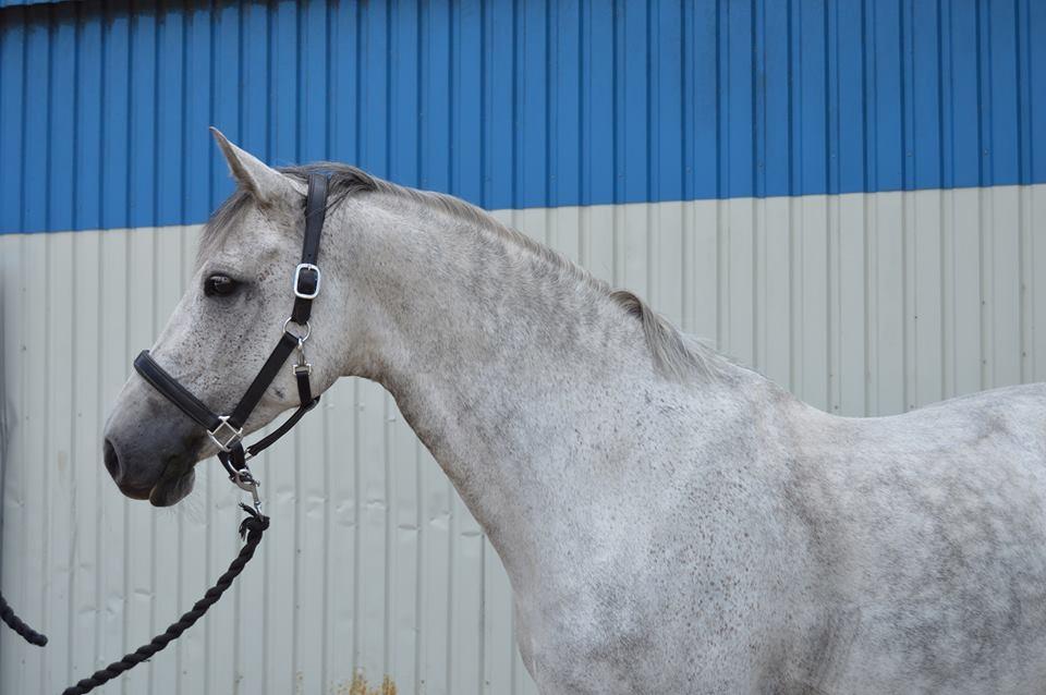 Holstener Limara billede 12