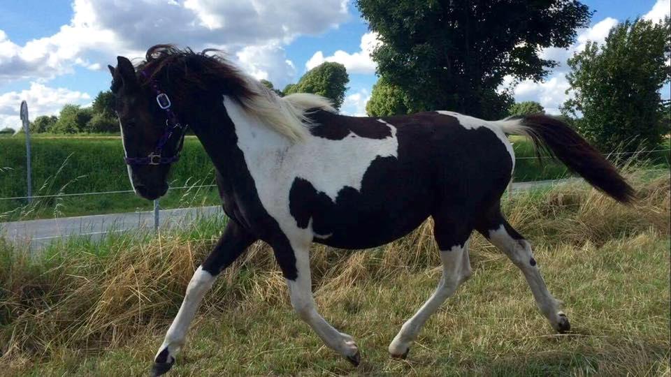 Barockpinto Revsgaards Rhapsody billede 42