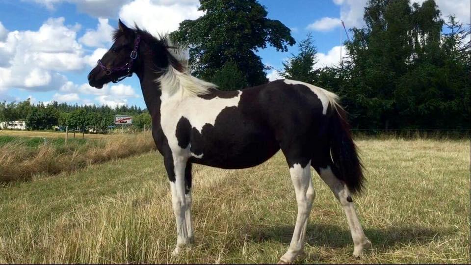 Barockpinto Revsgaards Rhapsody billede 2