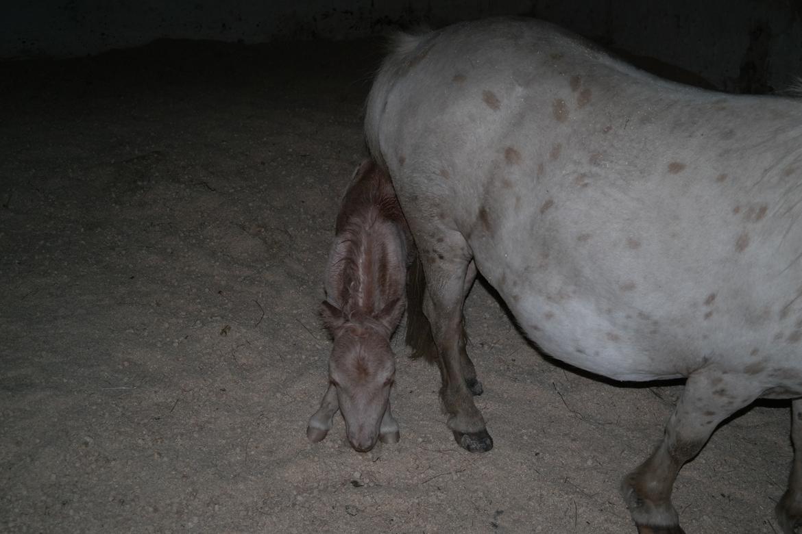 Anden særlig race Kildens Spartacus billede 4