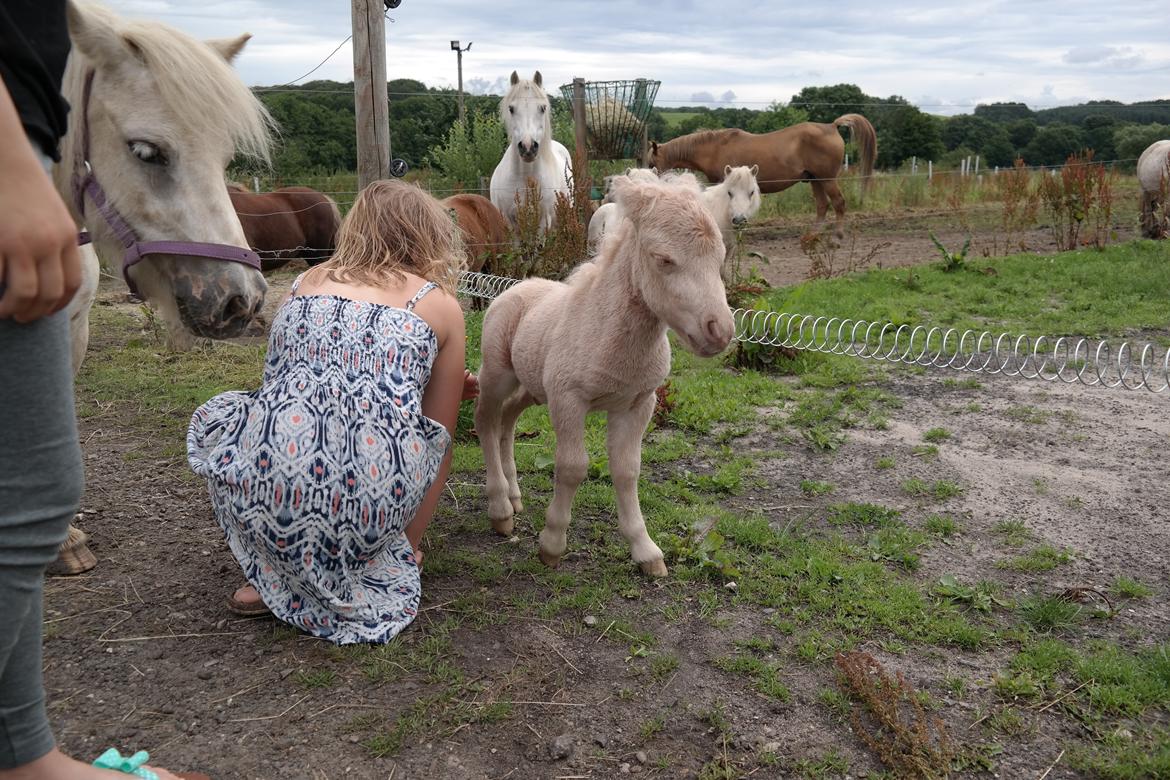 Anden særlig race Kildens Spartacus billede 6