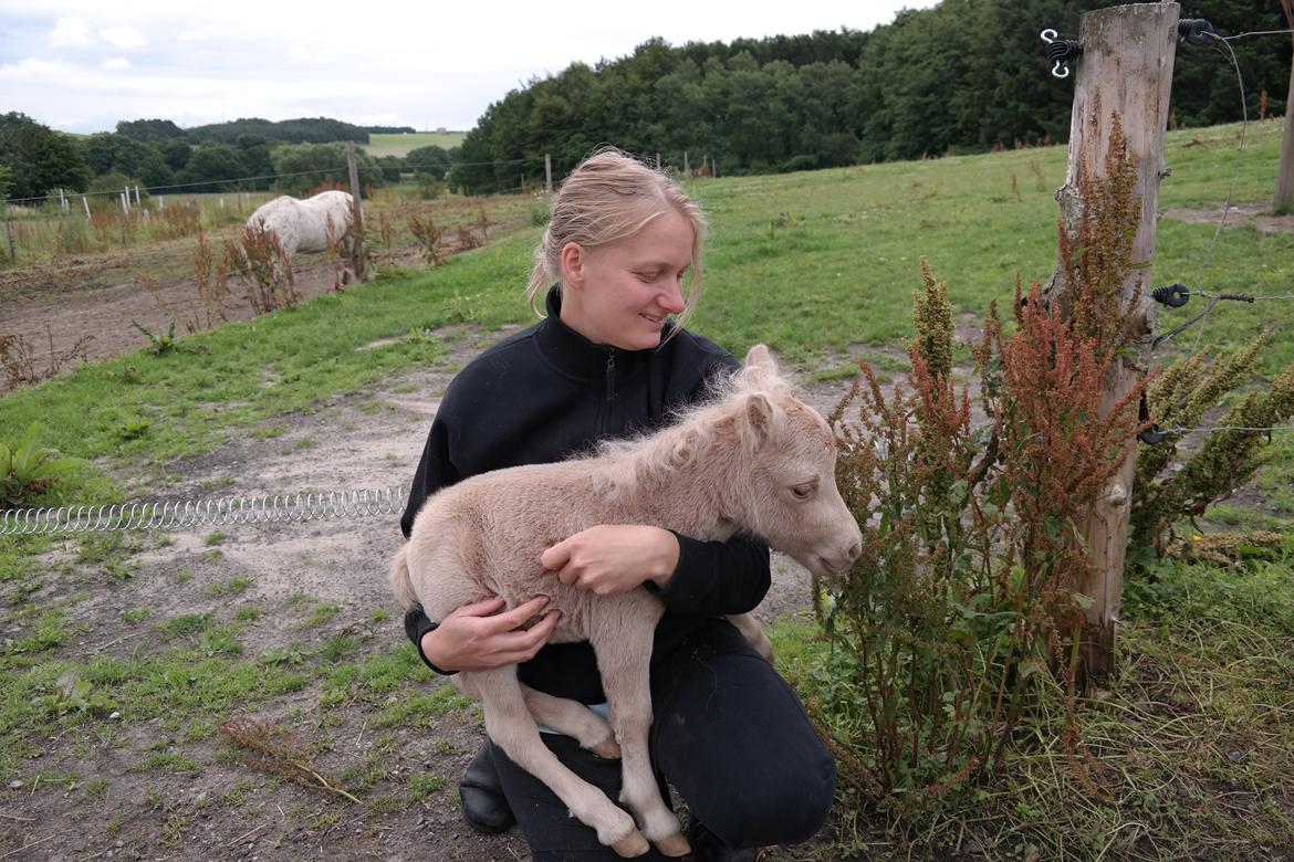 Anden særlig race Kildens Spartacus billede 9