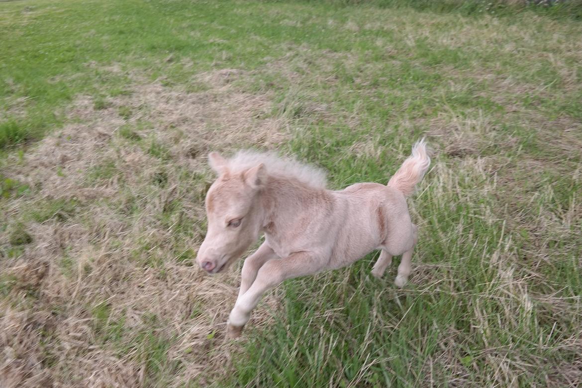 Anden særlig race Kildens Spartacus billede 14