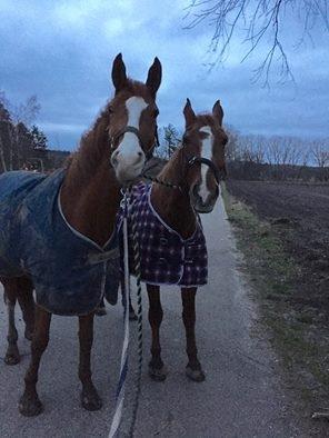 Frederiksborg Søndergaard's Maison billede 6