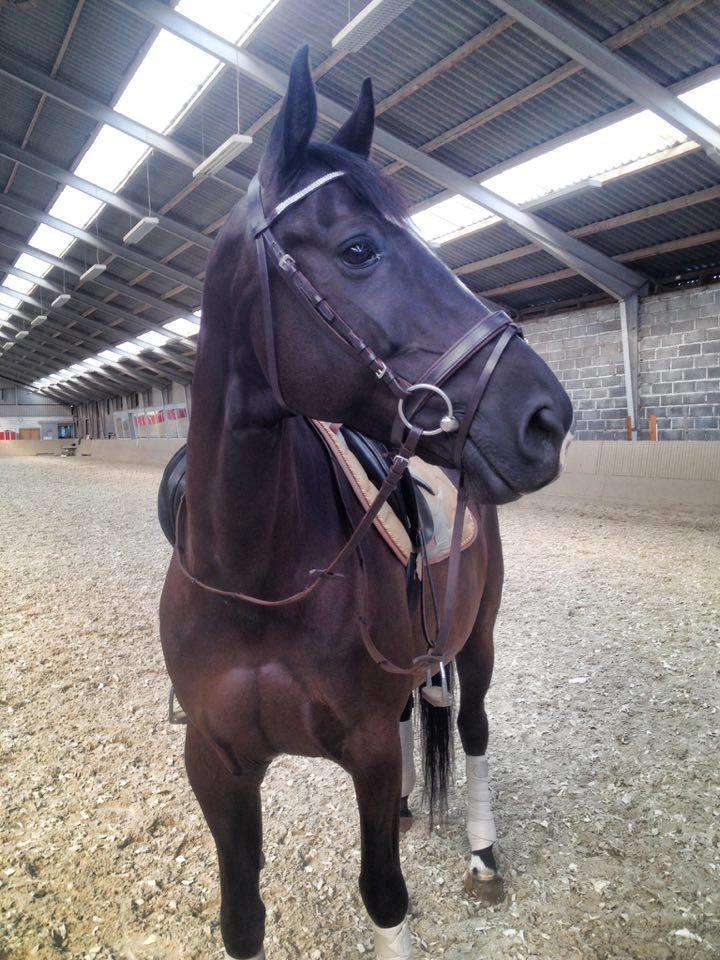 Fuldblod (XX) Aysia - En tidlig morgen i ridehallen.  billede 9