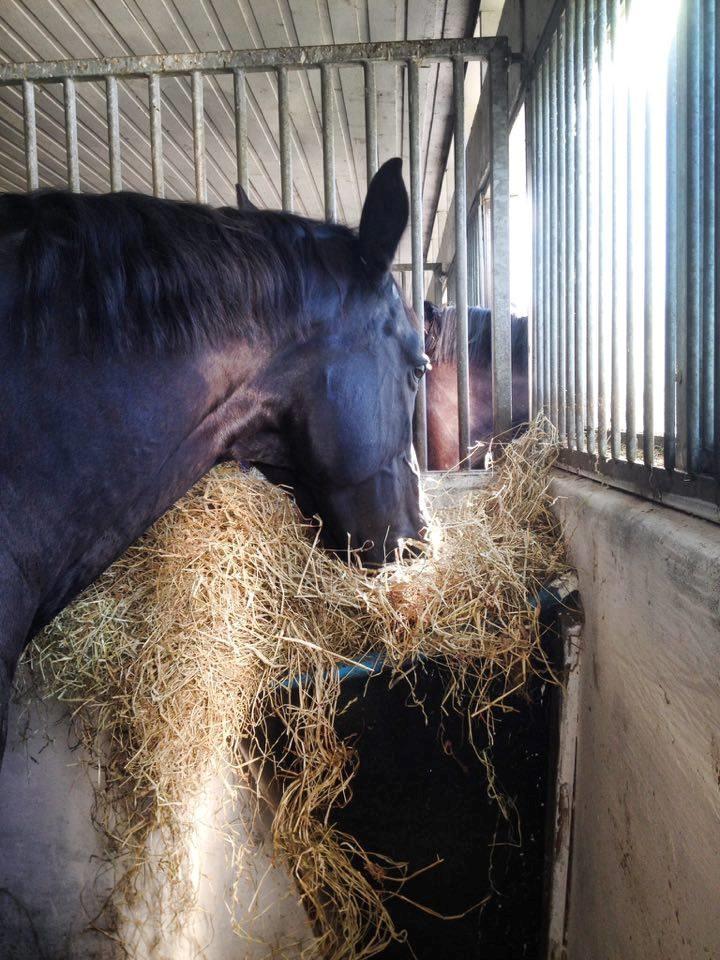 Fuldblod (XX) Aysia - Jeg har ingen interesse, når hun har wrap :P billede 6