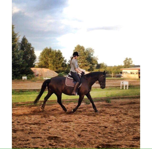 Fuldblod (XX) Aysia - Lidt samling :) billede 7