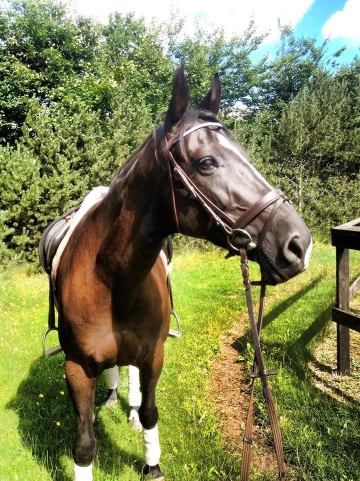 Fuldblod (XX) Aysia - Efter træning - afskridtning rundt om springbanen :) billede 10
