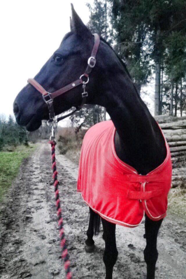 Fuldblod (XX) Aysia - I tiden hvor Aysia er skadet, trækker jeg med hende, så hun stadig kommer lidt "ud".  billede 2