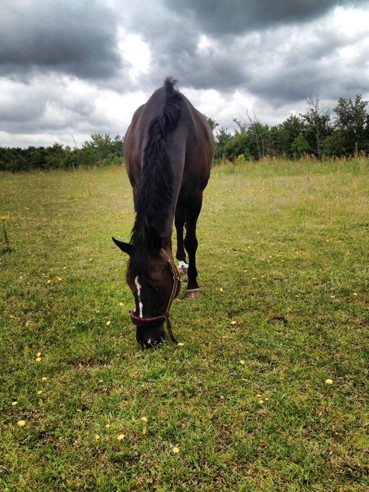 Fuldblod (XX) Aysia - Aysia på sin fold :D billede 8