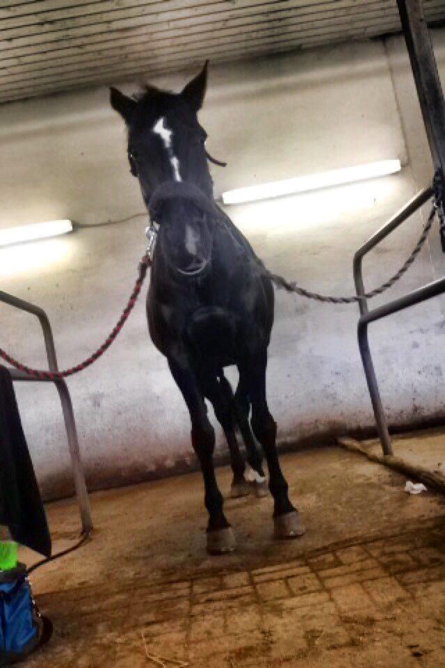 Fuldblod (XX) Aysia - En træt hest efter kiropraktor :) billede 4