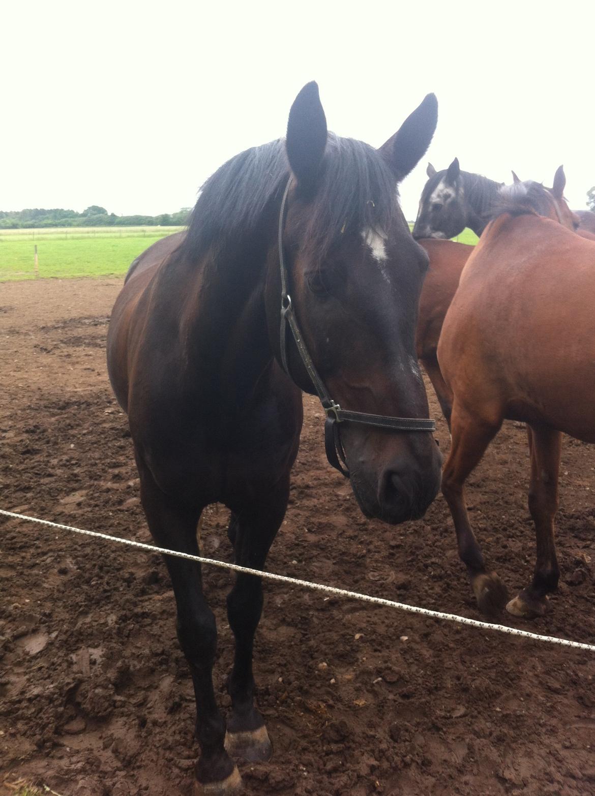 Oldenborg Caffa  billede 2