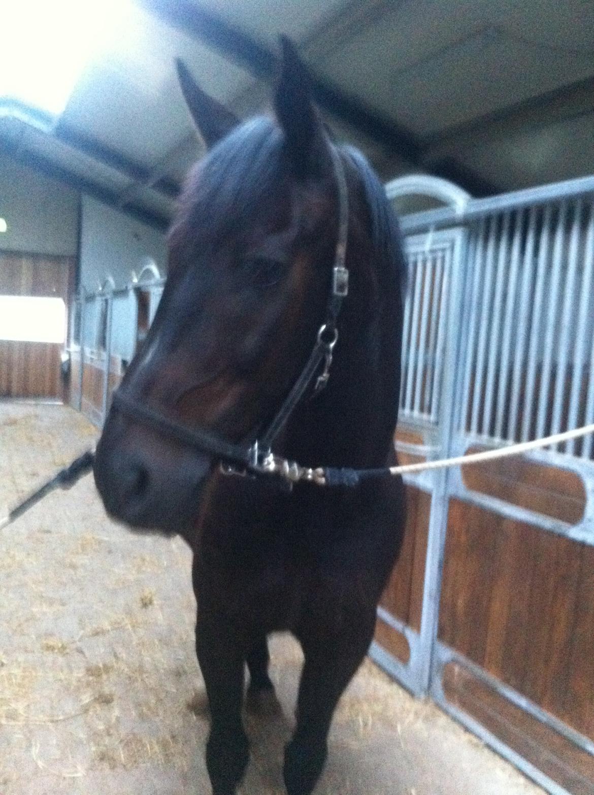 Oldenborg Caffa  billede 4