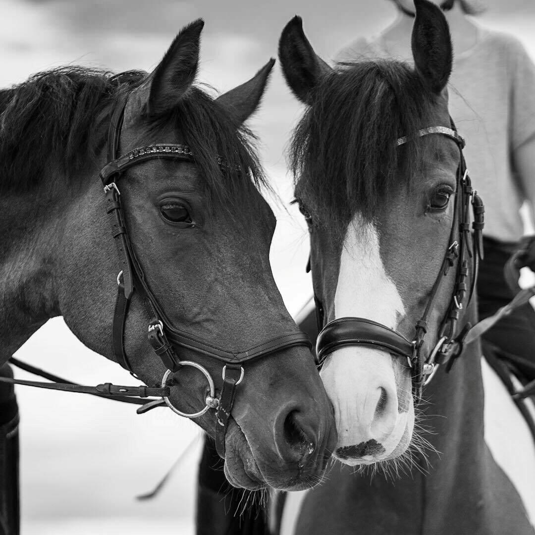 Anden særlig race Felix (springer på) - Dejligste ponyer! Felix & Duke <3 billede 2