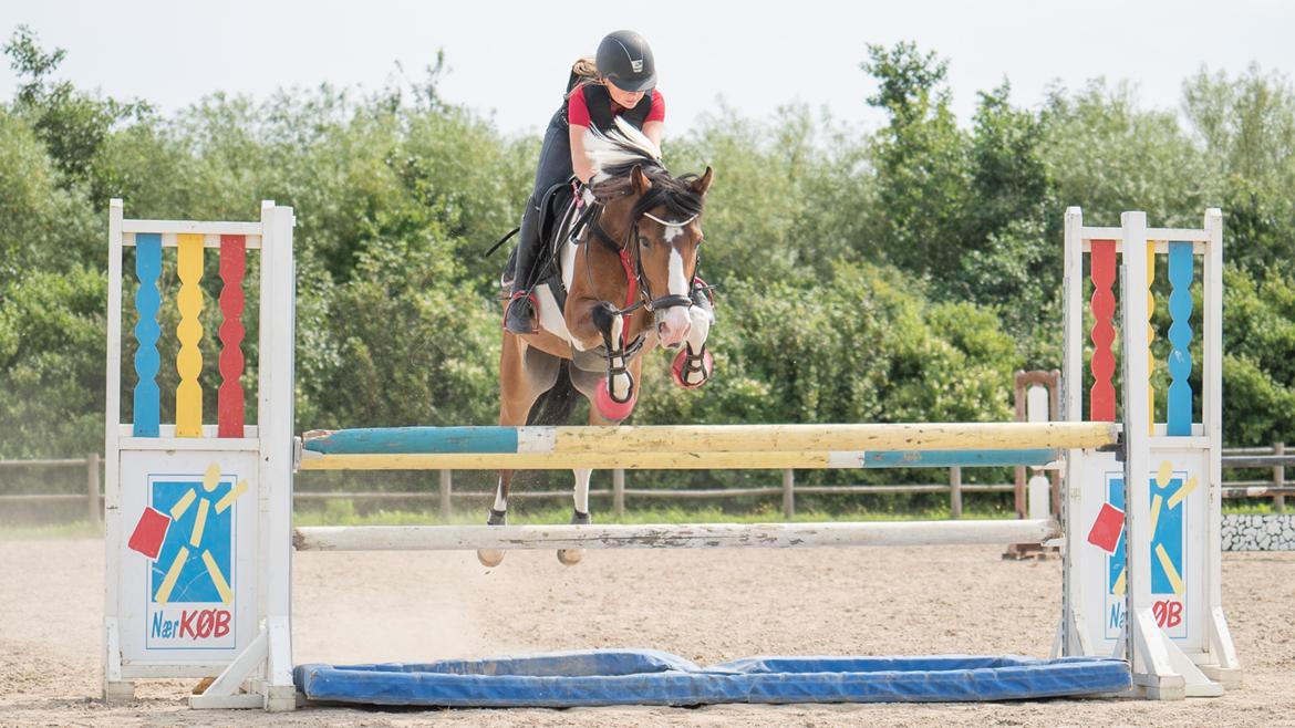 Anden særlig race Felix (springer på) - 27/07/2016 LA** træning billede 4
