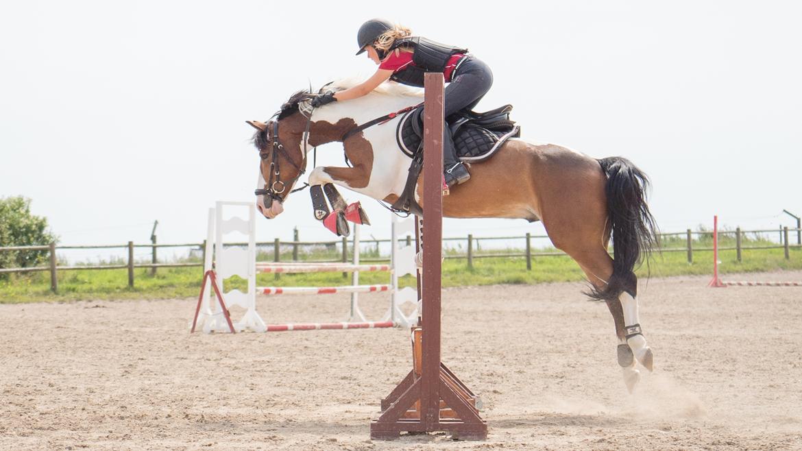 Anden særlig race Felix (springer på) - 27/07/2016 LA** træning billede 5
