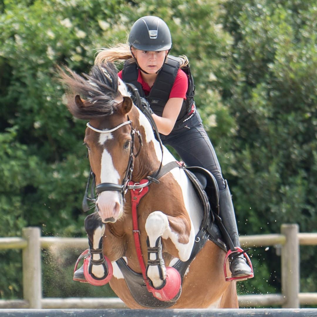 Anden særlig race Felix (springer på) - 27/07/2016 glad pony til træning billede 7
