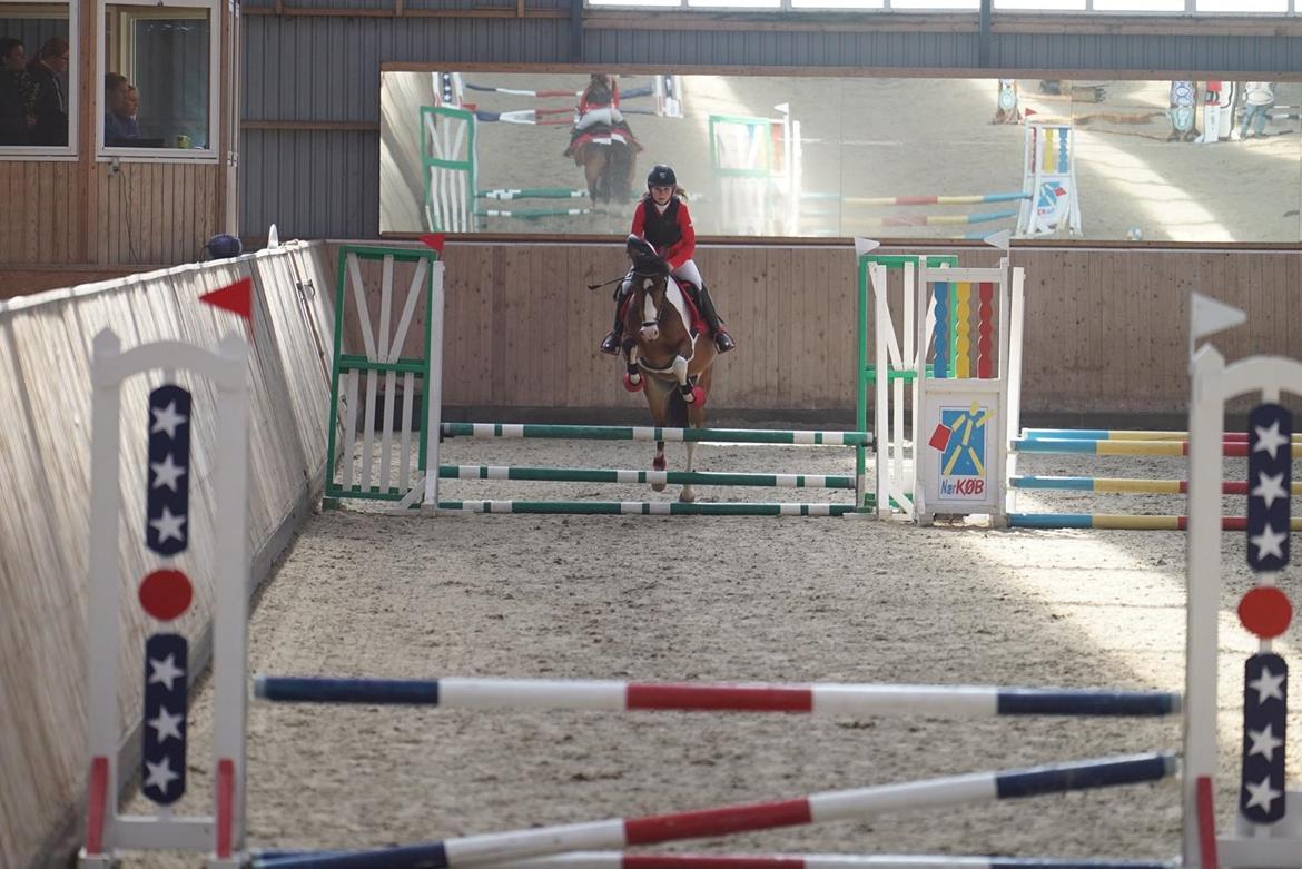 Anden særlig race Felix (springer på) - Første stævne 70cm 0 fejl billede 14