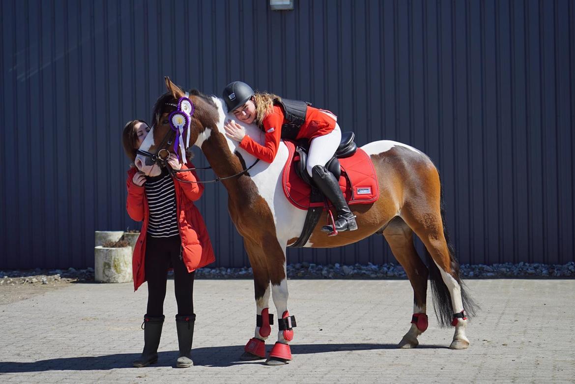 Anden særlig race Felix (springer på) - Første stævne 2* 0 fejl 50-70cm billede 15