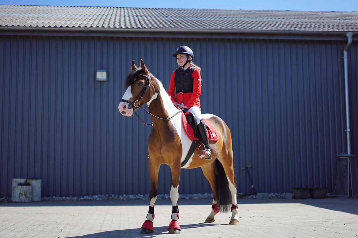 Anden særlig race Felix (springer på) - Første stævne 1 maj 2016 billede 16