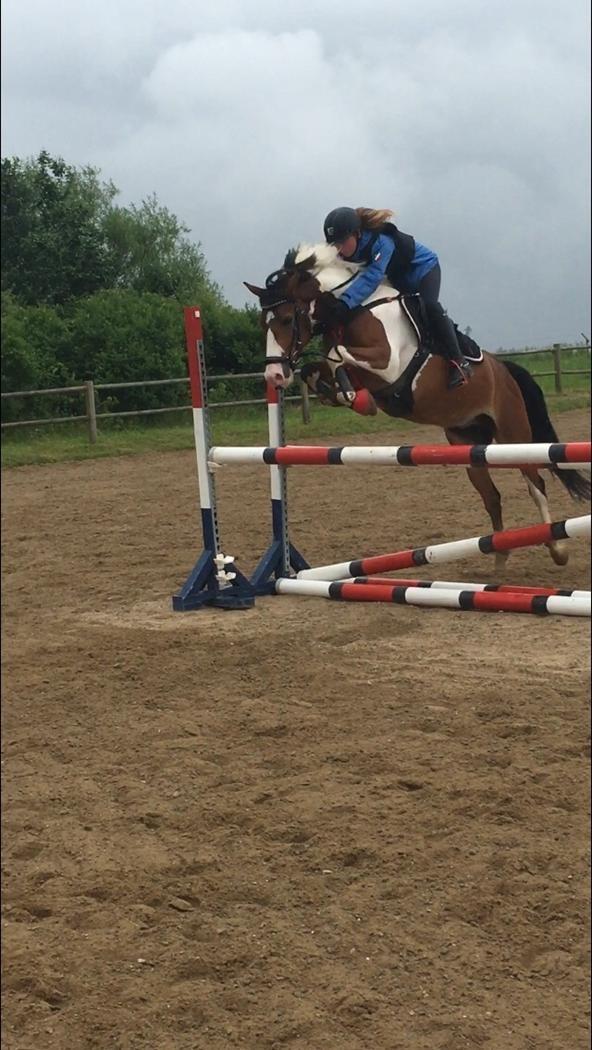 Anden særlig race Felix (springer på) - Træning juni 2016 billede 12