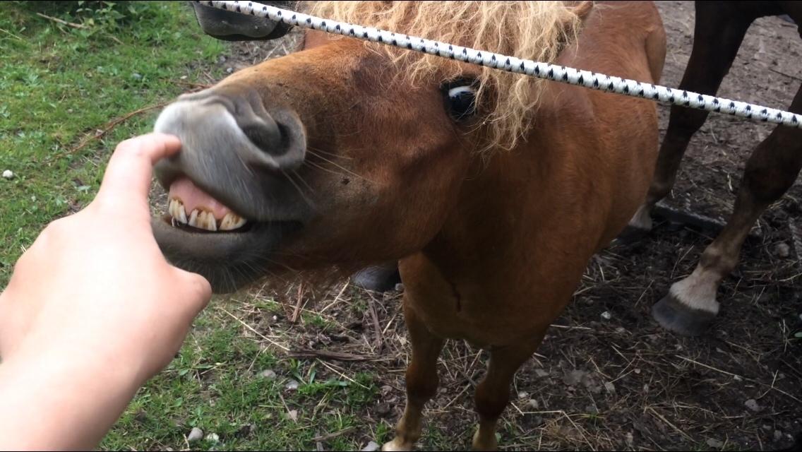 Shetlænder Julius billede 6