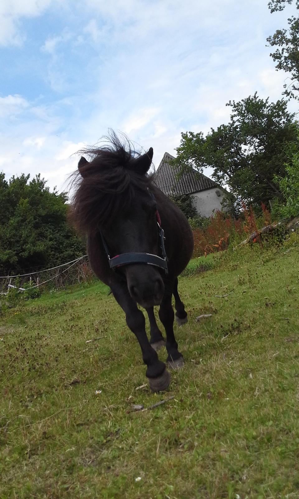 Shetlænder Ædellunds Tilde billede 8