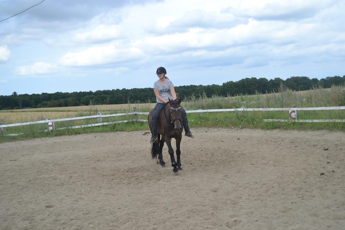 Dansk Varmblod Cantaro - En tur uden sadel er fantastisk for nærværens skyld! billede 13