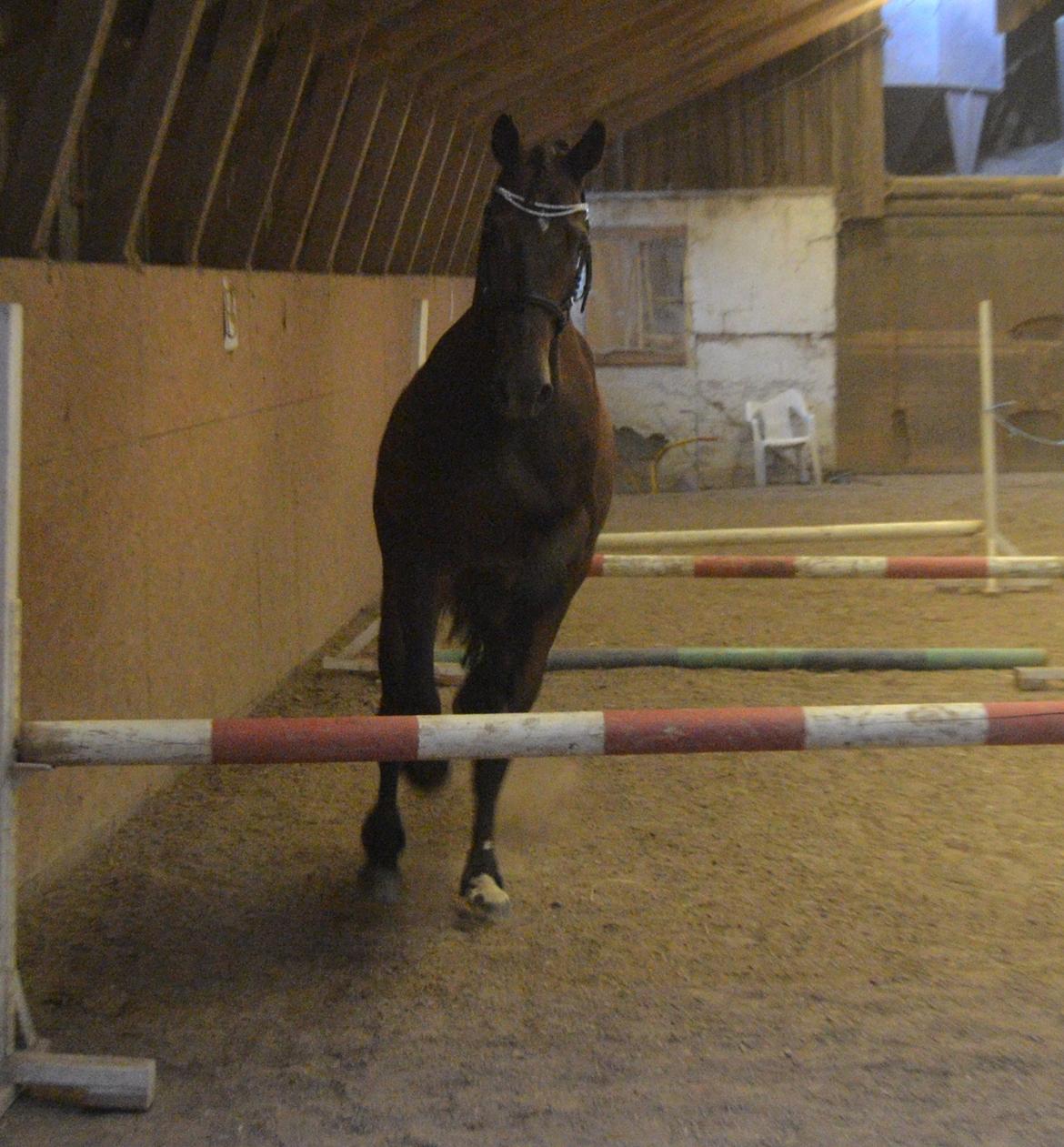 Dansk Varmblod Cantaro - Anden gang vi løsspringer -27 Juli billede 14