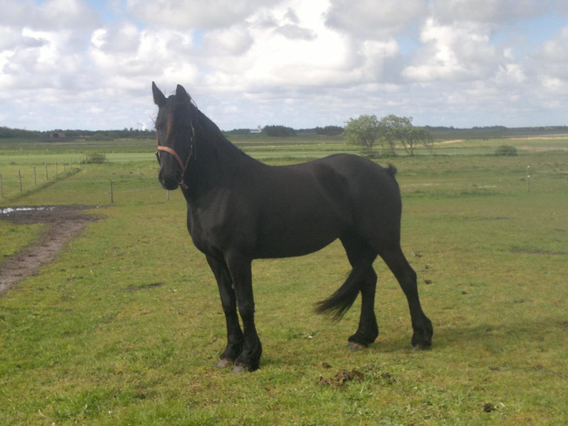 Frieser Dieke B billede 8