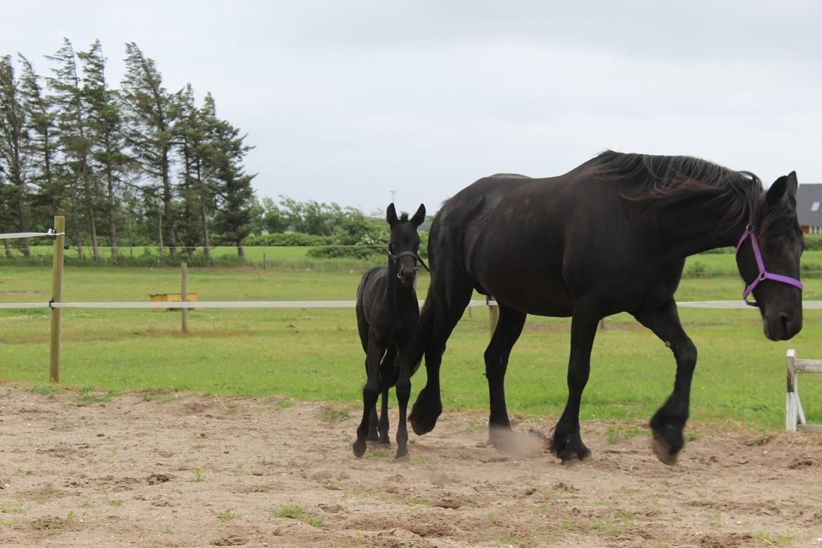 Frieser Dieke B billede 9