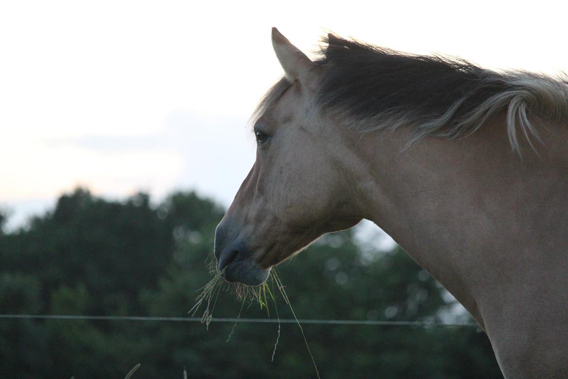 Anden særlig race Bonnie <3 {part}  - “There is much we can learn from a friend who happens to be a horse.” billede 14