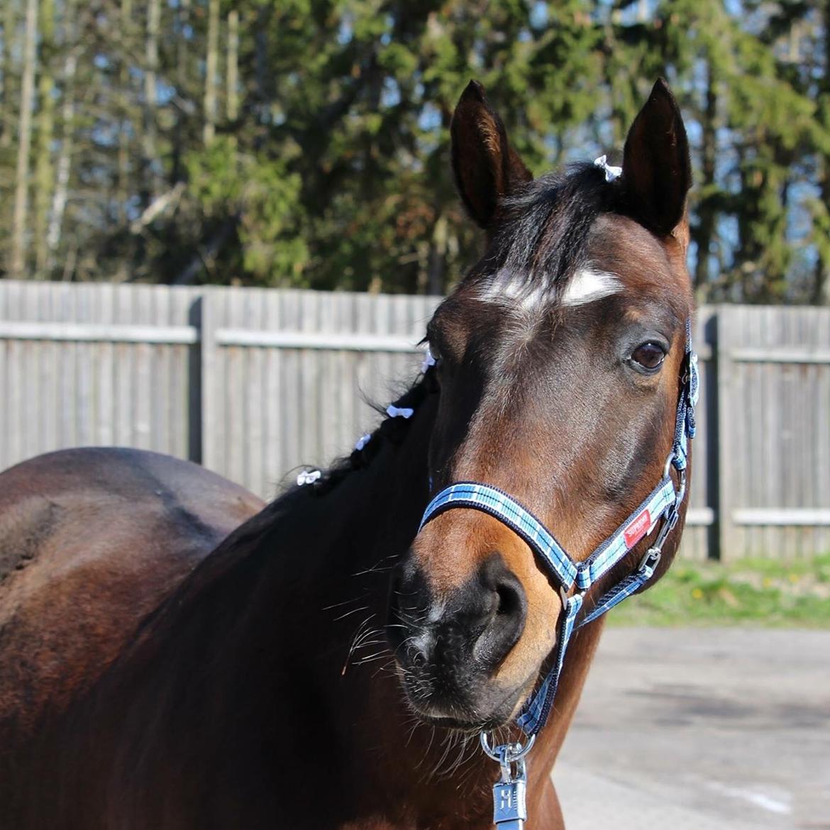 DSP Præst's zedan billede 18