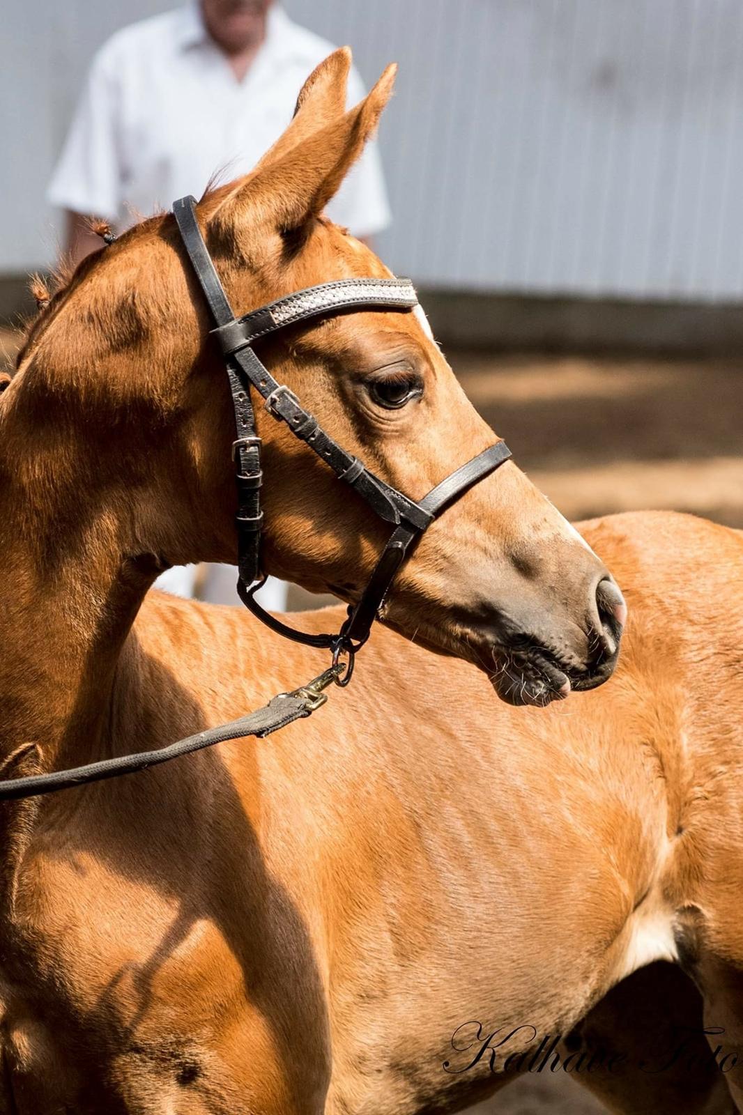 Dansk Varmblod Søgaards Miss Vega billede 6