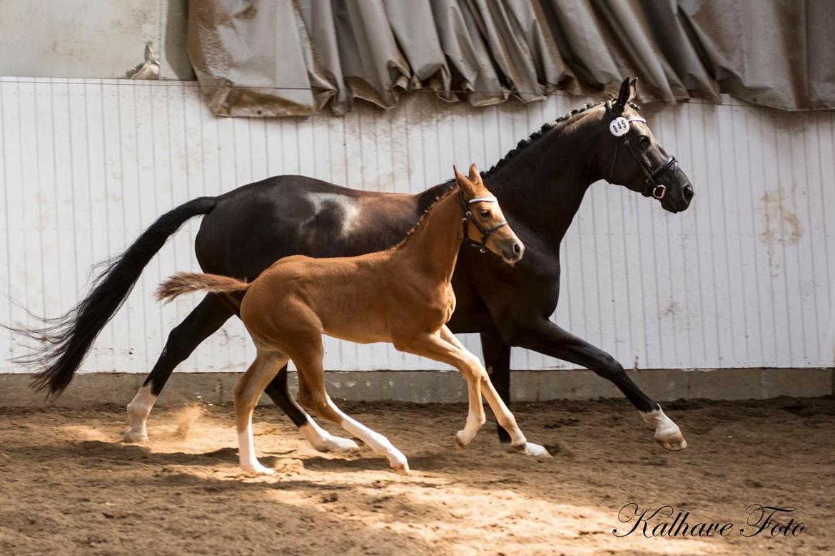 Dansk Varmblod Søgaards Miss Vega billede 8